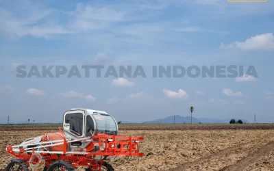 How to Sow Rice in Dry Fields