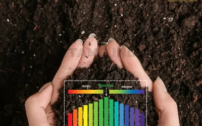 What is the Soil pH for Corn Plants?