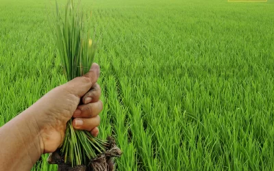 Increase Harvest Yields with the Intercropping System of Line Planting
