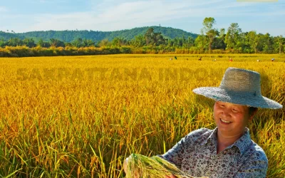 Rice Cultivation Without Seeds Using the Salibu Technique