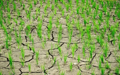 Intermittent Irrigation Method in Rice Fields