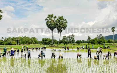 Rice Farming Using the Tabela System