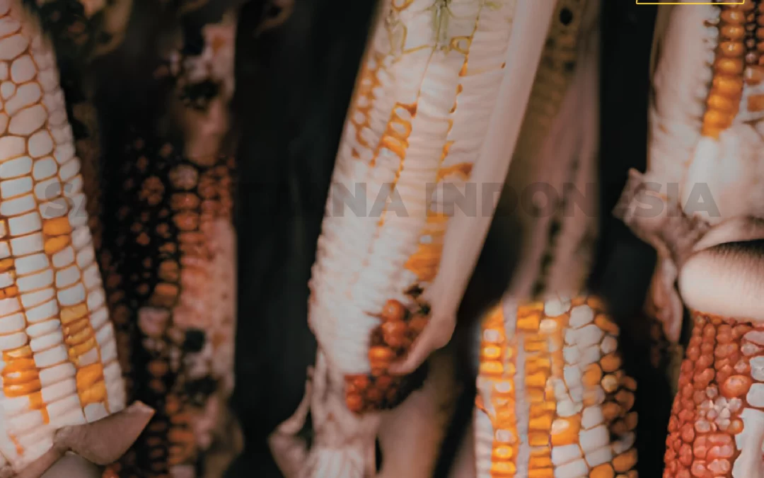 Signs of Corn Affected by Fungus