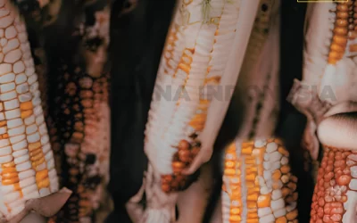 Signs of Corn Affected by Fungus