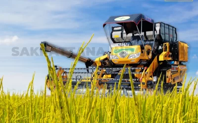 Differences Between Inbred and Hybrid Rice