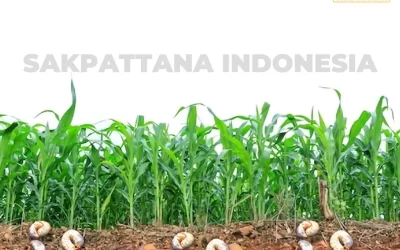 Controlling Soil Caterpillar Pests on Corn Plants